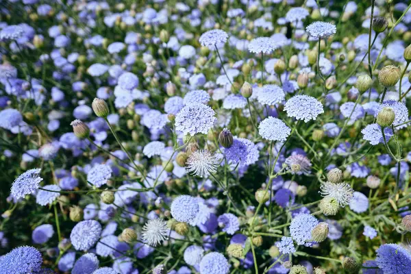 Wadjemup Daisies