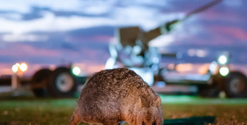 Quokka at ANZAC Day Services