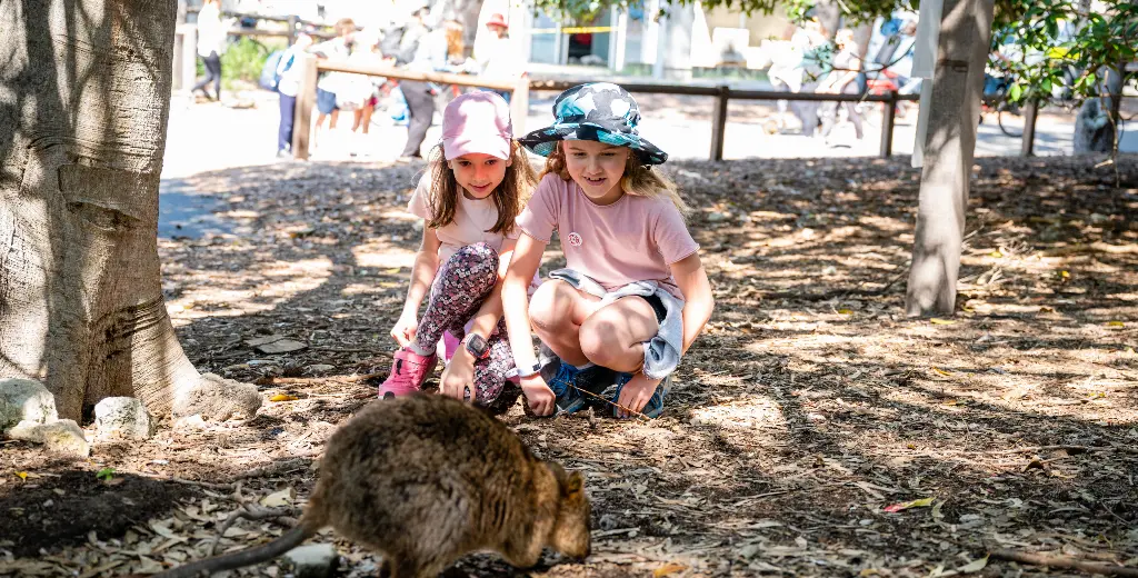 Quokka