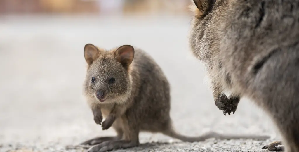 Quokka, Rottnest Island