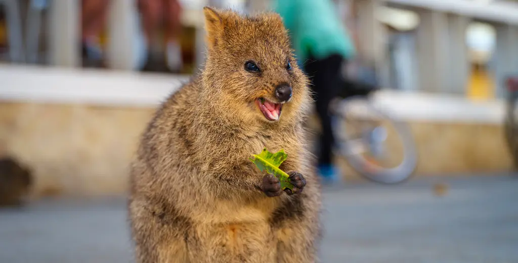 Quokka