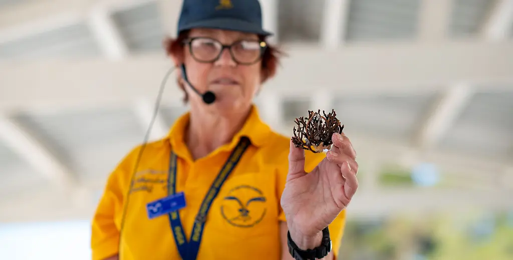 A Rottnest Island Volunteer Guide holding a piece of coral