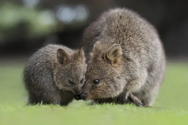 Quokka joeys emerge each spring