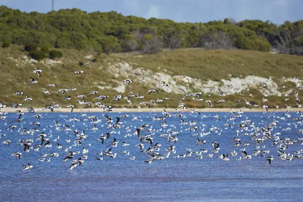 Birds over the lake