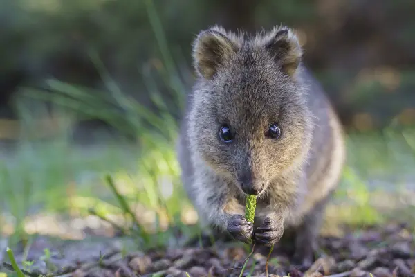 Quokka