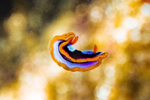 Orange, blue and black Sea Slug