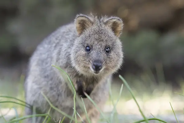 Quokka, Wadjemup / Rottnest Island