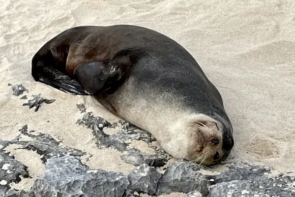 Sea lion resting near coastal limestone formations on Wadjemup / Rottnest Island.