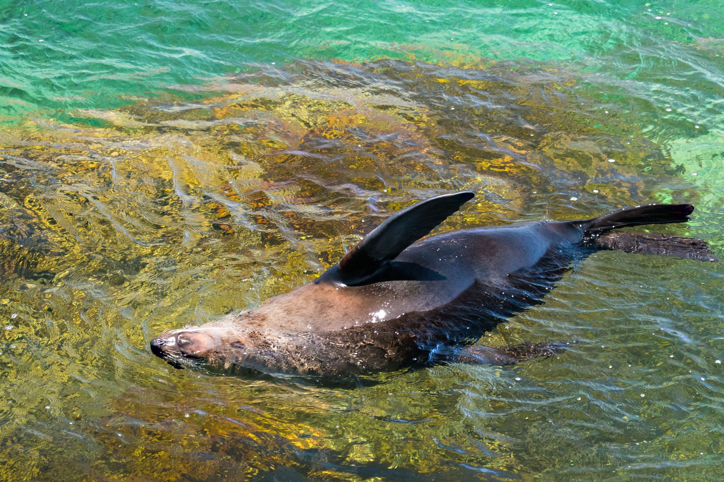 Australian fur seal swimming in the waters of Wadjemup / Rottnest Island