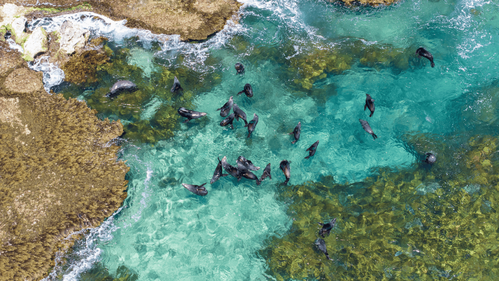 Long-nosed Fur Seals at Cathedral Rocks