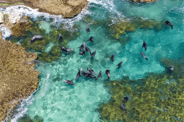 Long-nosed Fur Seals at Cathedral Rocks