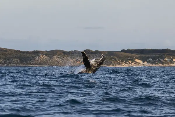 A whale breaching backwards with Rottnest Island in the background