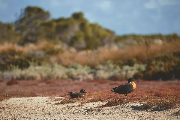 Australian Shelduck