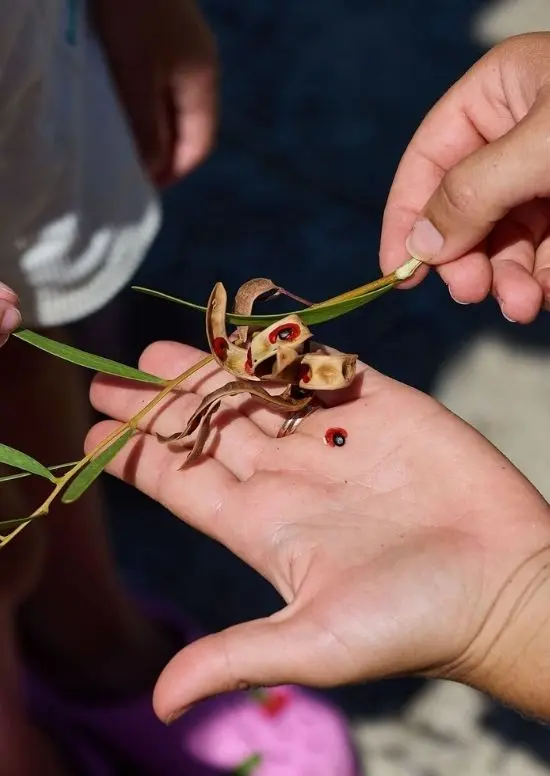 A group looking at a plant on a hand.