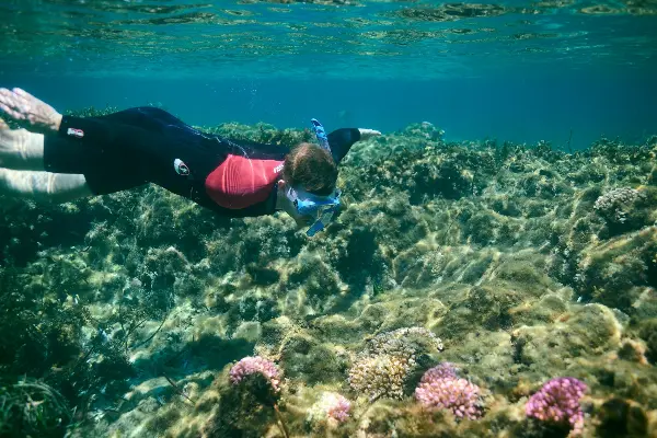 An individual snorkeller checking out pink plants on coral