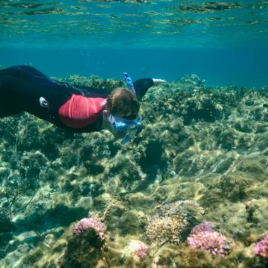 An individual snorkeller checking out pink plants on coral