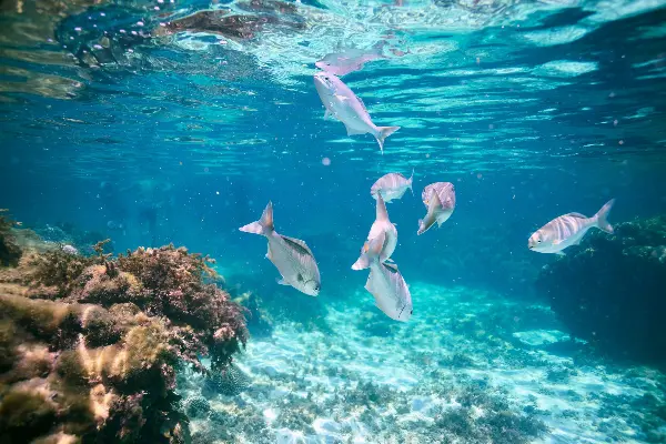 Discover the marine life.