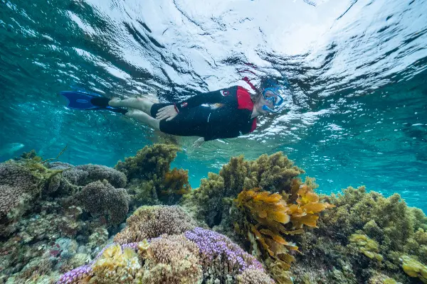 Rottnest Snorkel