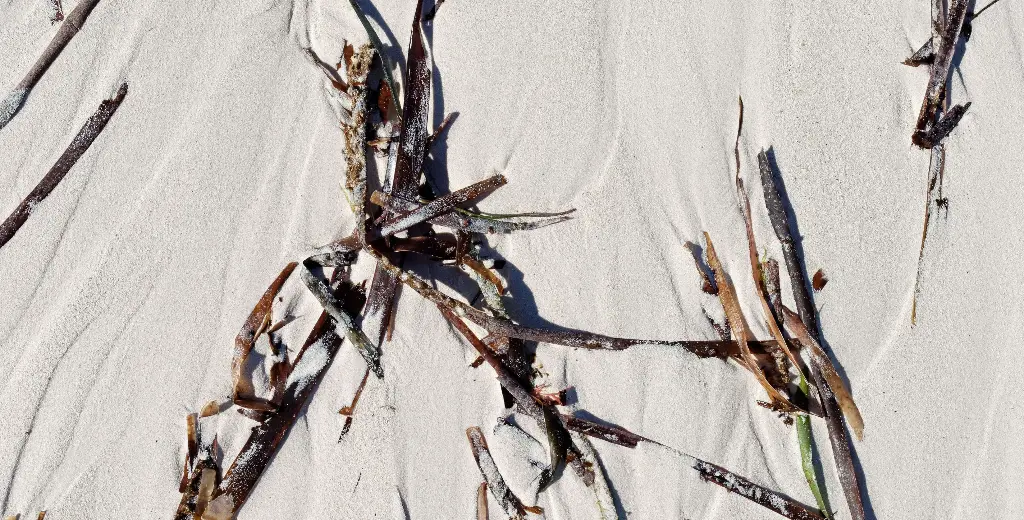 A close-up of fine white sand with scattered dried seaweed and wooden debris, creating a natural beach texture.