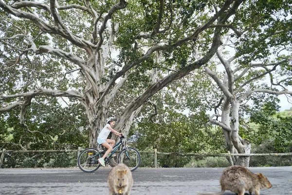 Kids riding bikes under fig tree in Main Settlement, with quokkas in the foreground.