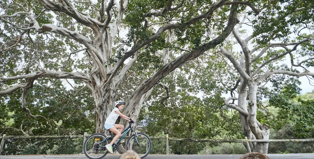 Kids riding bikes under fig tree in Main Settlement, with quokkas in the foreground.