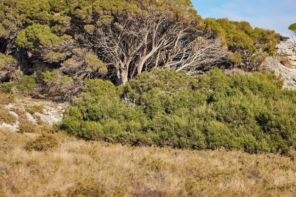 Hiking the Wadjemup Bidi