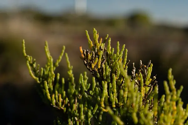 Samphire