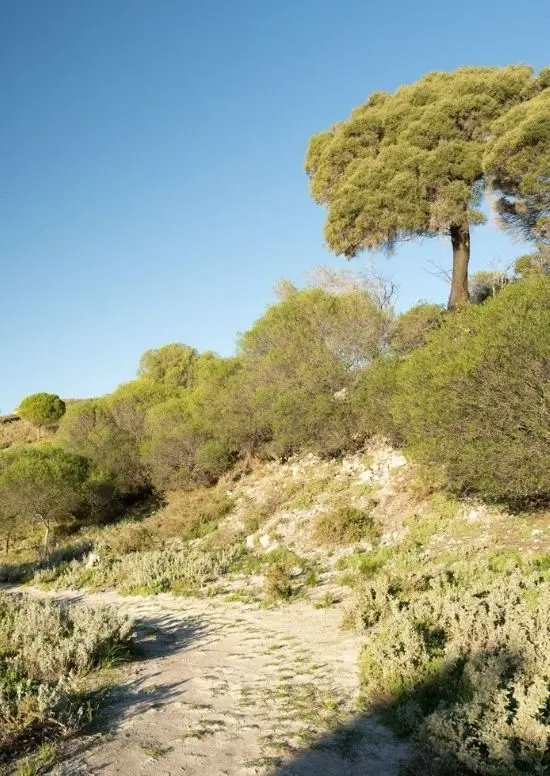 A walking trail with plants lining the trail.