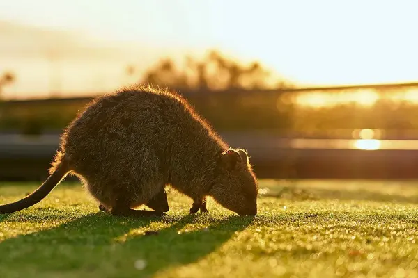 Quokka at sunset